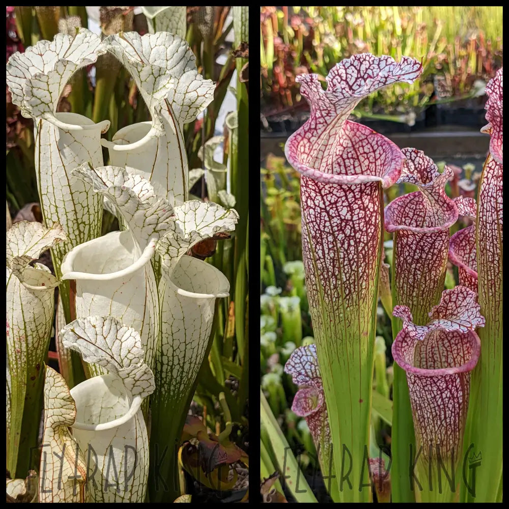 Sarracenia leucophylla ’Hurricane Creek White’ clone F x ’Overspray’ seeds