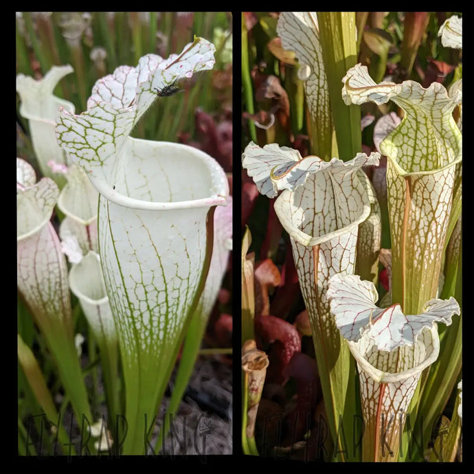 Sarracenia leucophylla ’Hurricane Creek White’ clone f x (readii x ’Schnell’s Ghost’) seeds