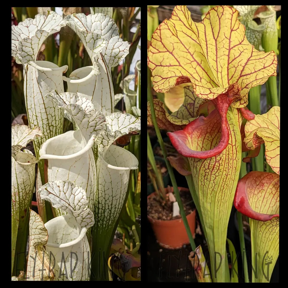 Sarracenia leucophylla 'Hurricane Creek White' clone F x 'Yellow