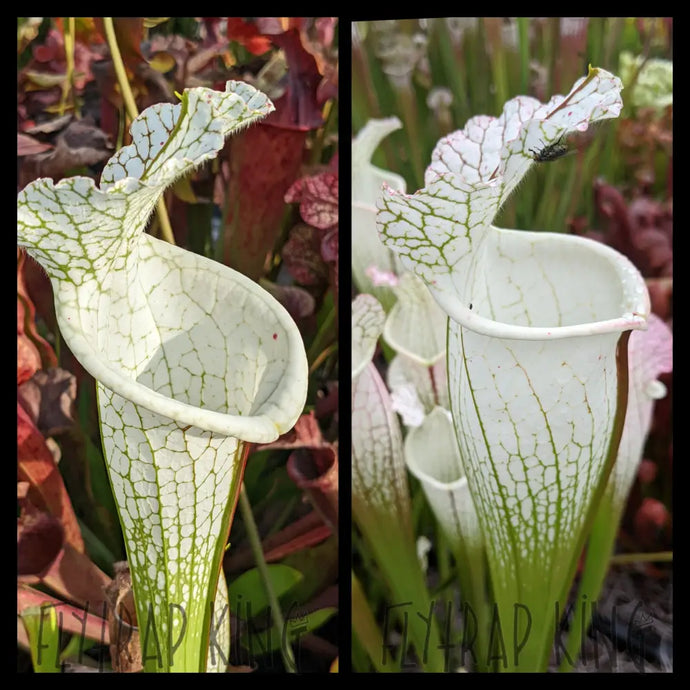 Sarracenia leucophylla ‘Hurricane Creek White’ seeds