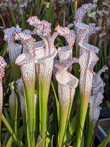 Sarracenia leucophylla ’Liberty’ pitcher plant
