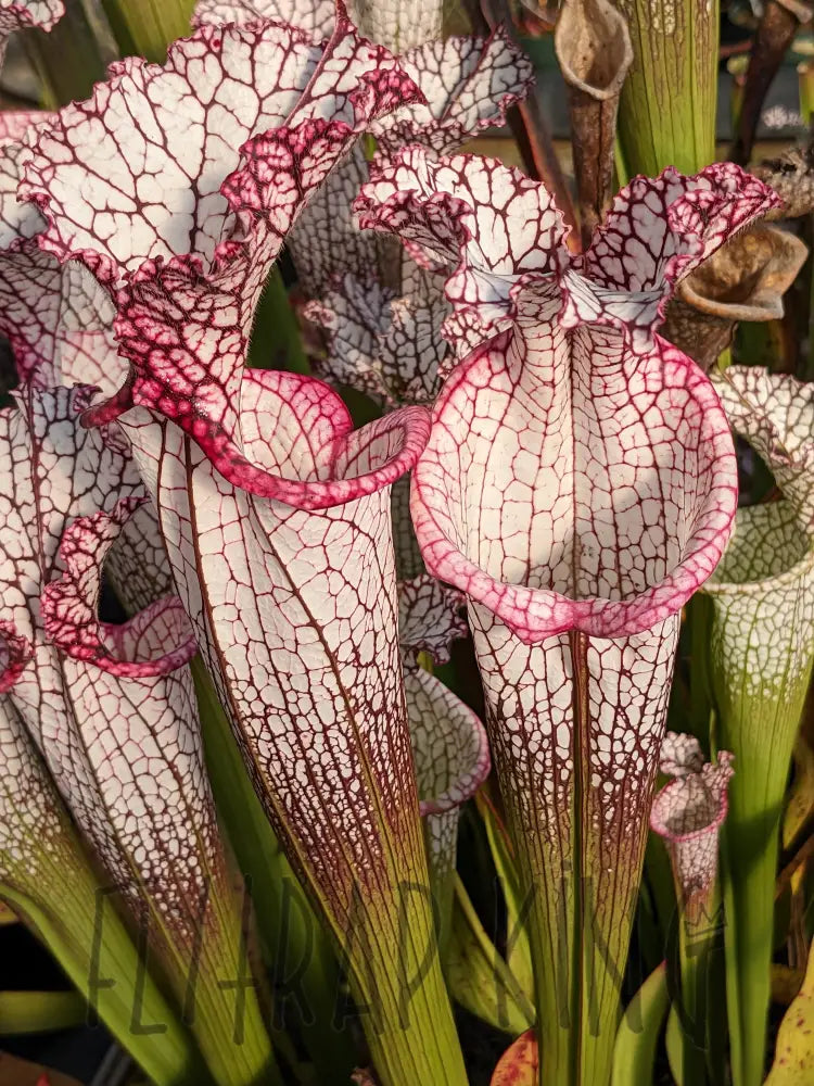 Sarracenia leucophylla ’Liberty’ pitcher plant