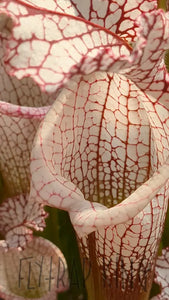 Sarracenia leucophylla ’Liberty’ pitcher plant