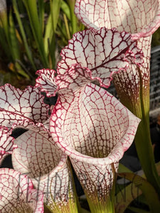 Sarracenia leucophylla ’Liberty’ pitcher plant