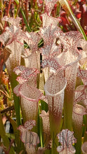 Load image into Gallery viewer, Sarracenia leucophylla ’Liberty’ pitcher plant