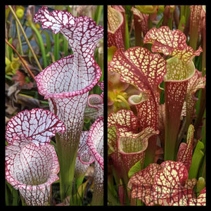 Sarracenia leucophylla “Liberty” x ‘Dragon Queen’ seeds