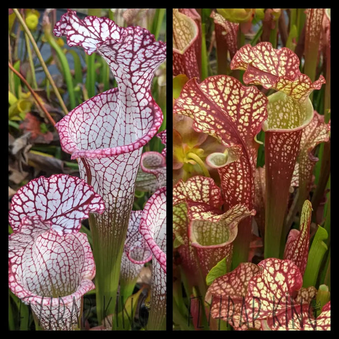 Sarracenia leucophylla “Liberty” x ‘Dragon Queen’ seeds