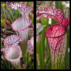 Sarracenia leucophylla ’Liberty’ x leucophylla ’MKL53’’ seeds