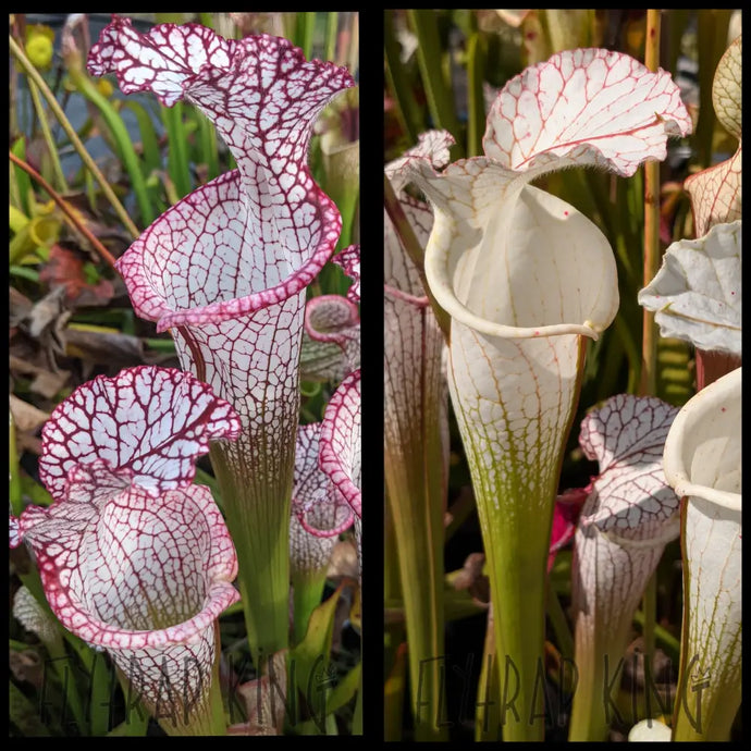 Sarracenia leucophylla ’Liberty’ x leucophylla ’Rod’s Favorite’ seeds