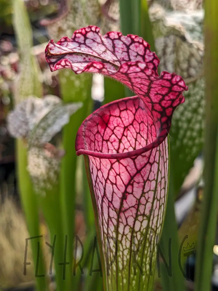 Sarracenia leucophylla ’MKL53’’ pitcher plant 6’’ pot size