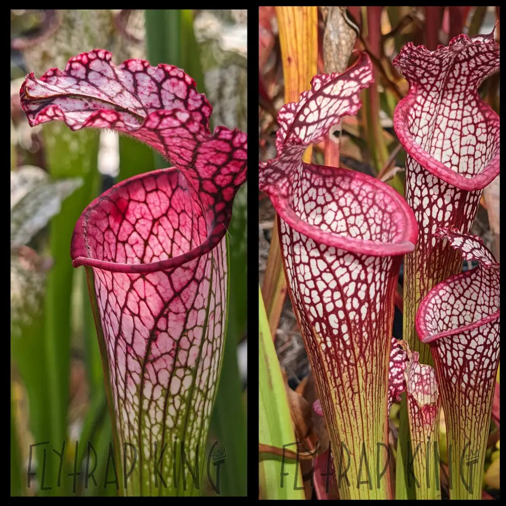 Sarracenia leucophylla “MKL53” x leucophylla “Franklin clone 2” seeds
