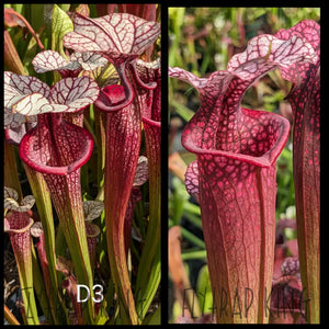 Sarracenia [(leucophylla ’Purple Lips x flava var ornata) x Adrian Slack] x ’Ellie Wang’ seeds