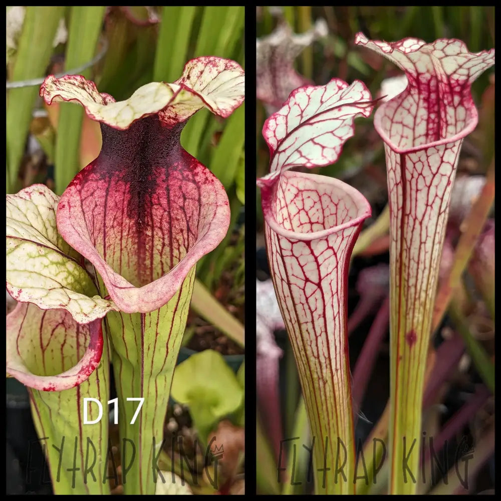 Sarracenia [(leucophylla 
