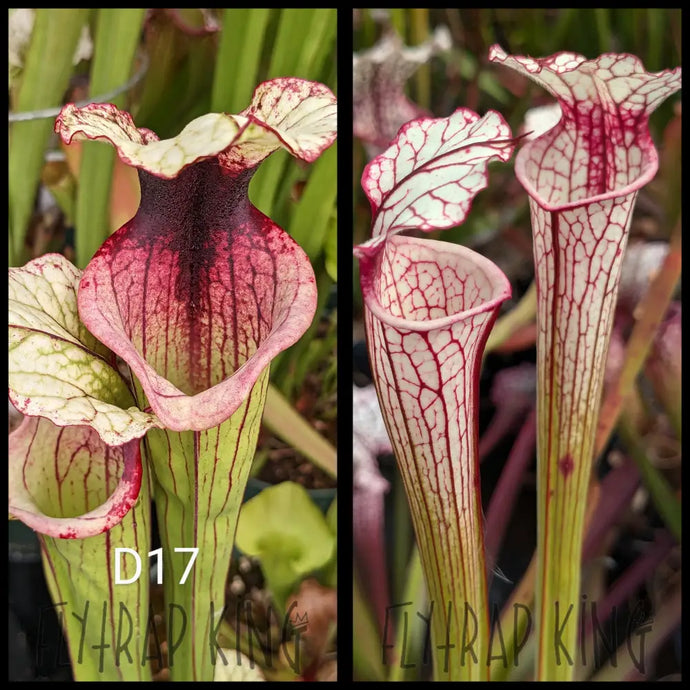 Sarracenia [(leucophylla ’Purple Lips’ x flava var ornata) x ’Adrian Slack’] x ’Iamsatyricon’ seeds
