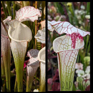 Sarracenia leucophylla ’Rod’s Favorite’ x ’Iamsatyricon’ seeds