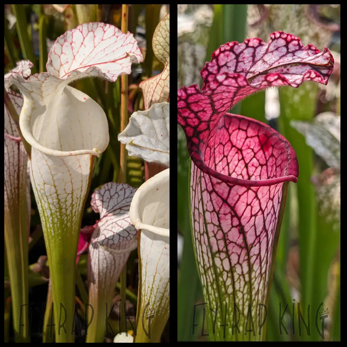Sarracenia leucophylla ’Rod’s Favorite’ x leucophylla ’MKL53’’ seeds