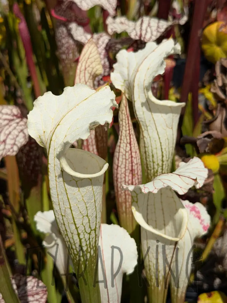 Sarracenia leucophylla var. alba ’Solid White Washington’ pitcher plant 6’’ pot size