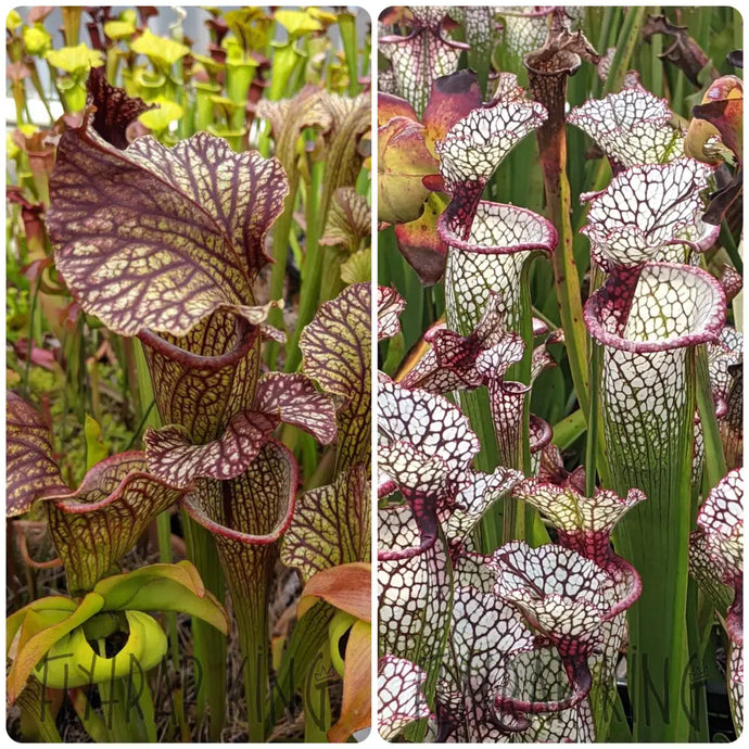 Sarracenia (leucophylla x moorei) x 'Lunchbox' Seeds👑-Flytrap King