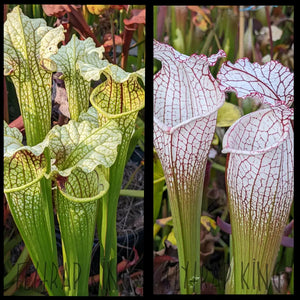 Sarracenia ’Leviathan’ x leucophylla ’Puffy Cheeks’ seeds