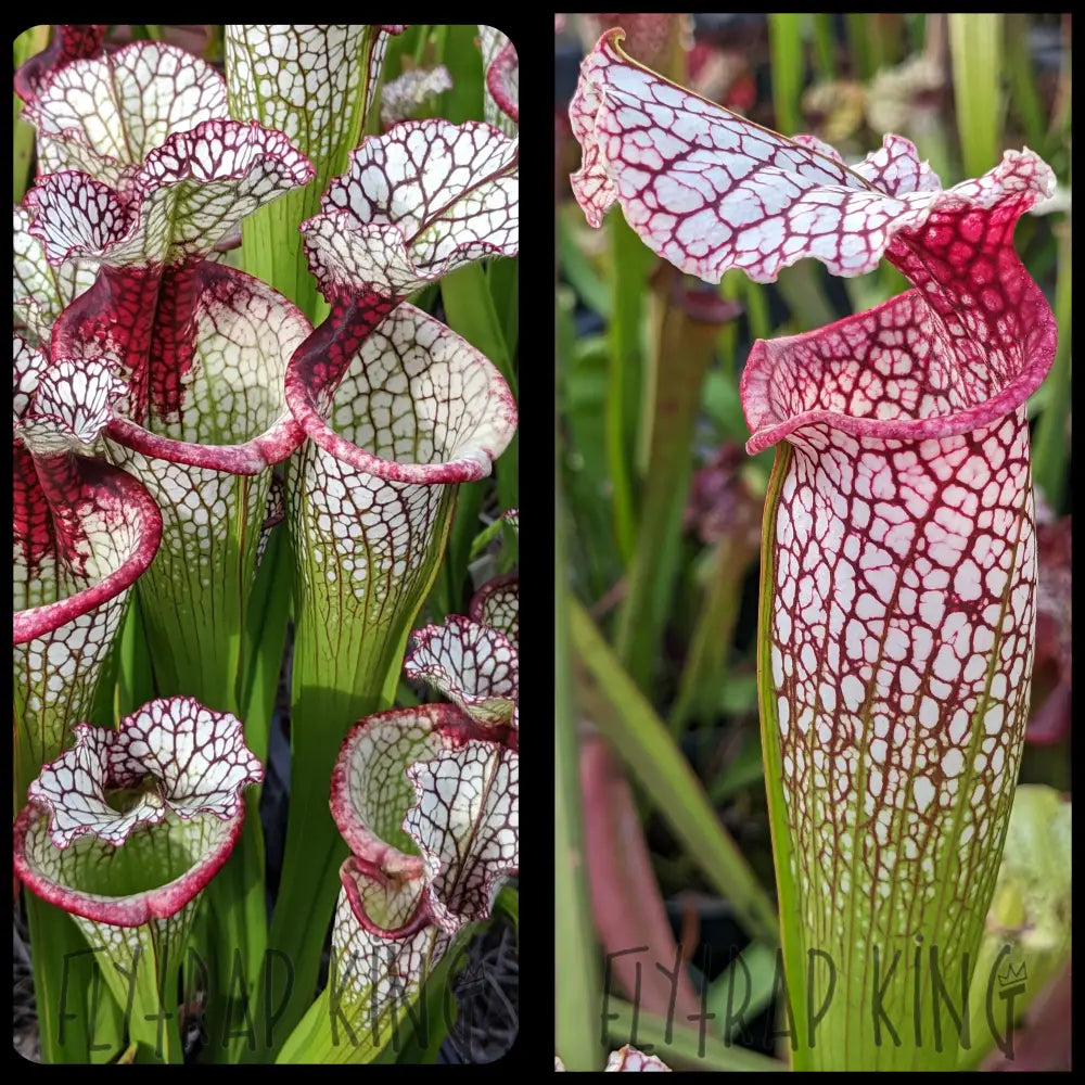 x plant seeds Sarracenia 'Lunchbox' x (