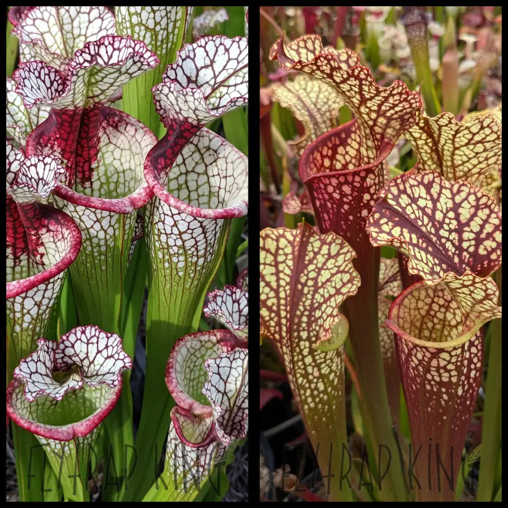 Sarracenia ’Lunchbox’ x (’Dragon Queen’ x ’Hawaiian Ice Sibling’) seeds
