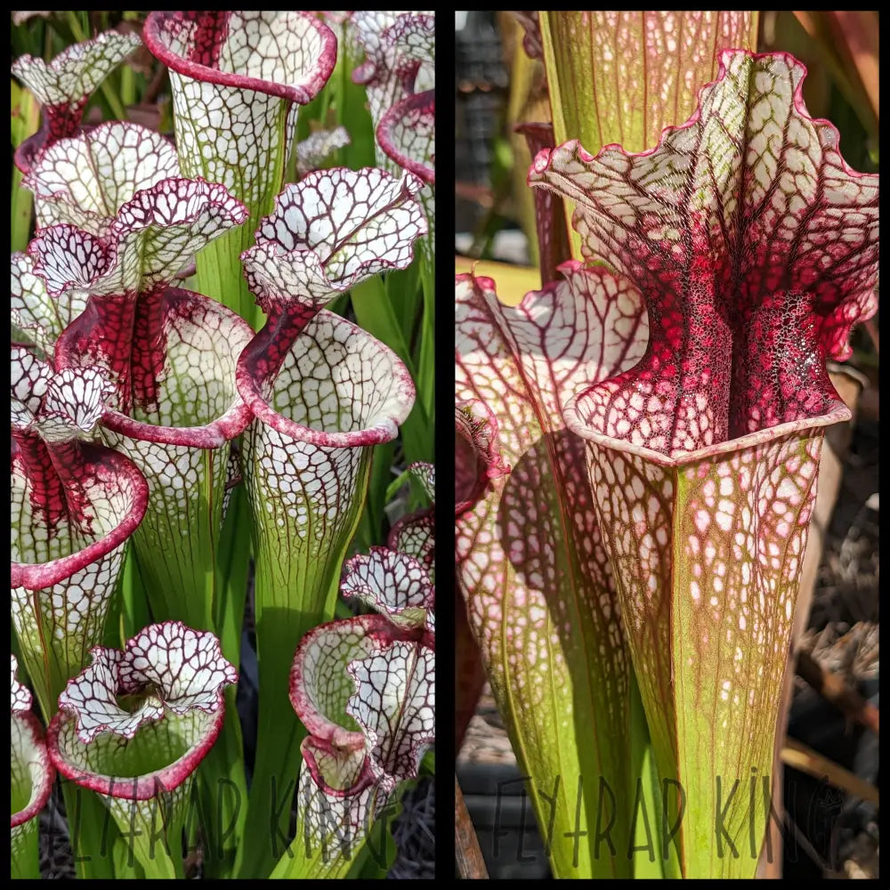 Sarracenia 'Lunchbox' x 