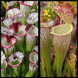 Sarracenia ‘Lunchbox’ x “Elvis Wilkerson” seeds