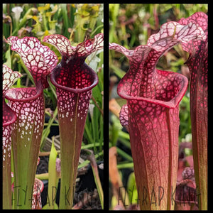 Sarracenia (’Lunchbox’ x ’Johnny Wilkerson’) x ’Ellie Wang’ seeds