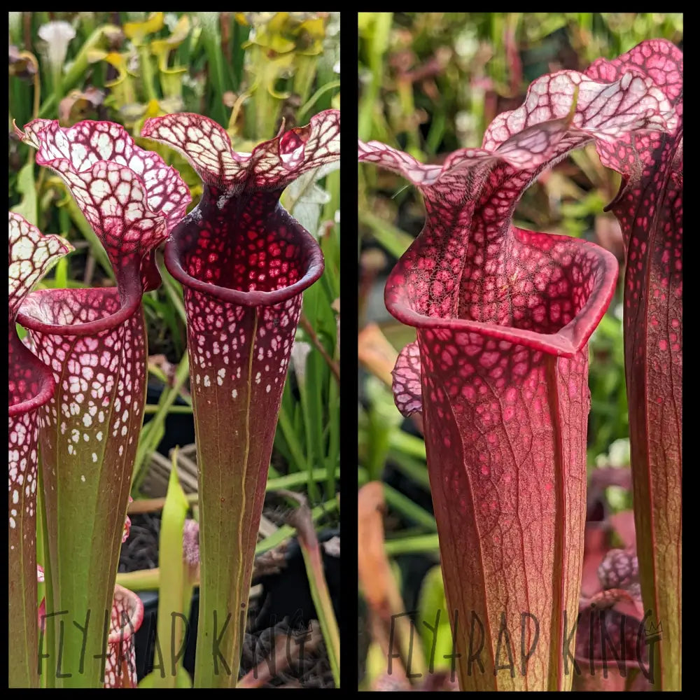 Sarracenia (’Lunchbox’ x ’Johnny Wilkerson’) x ’Ellie Wang’ seeds