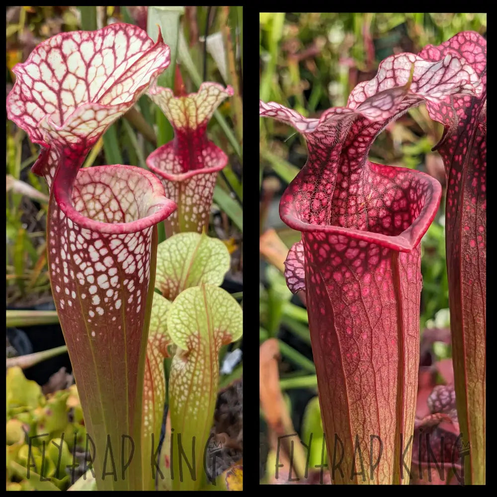 Sarracenia (’Lunchbox’ x ’Johnny Wilkerson’) x ’Ellie Wang’ seeds