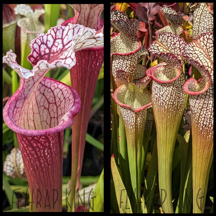 Sarracenia (‘Lunchbox’ x “Johnny Wilkerson”) x “Elvis Wilkerson” seeds