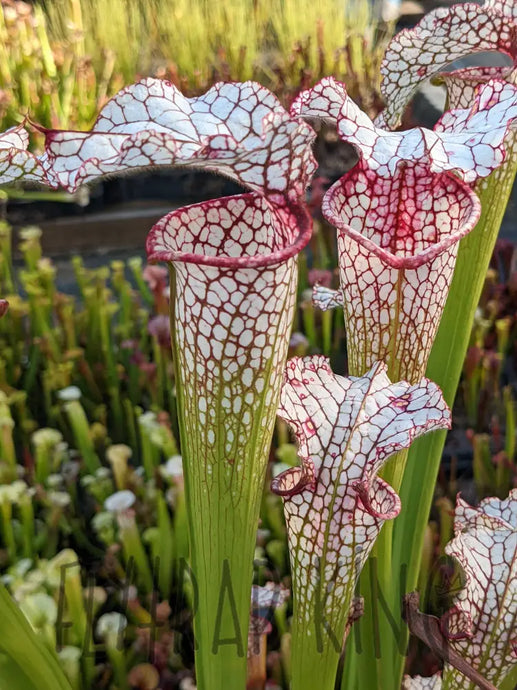 Sarracenia Lunchbox x Johnny Wilkerson Pitcher Plant 6’’ pot size Default Type