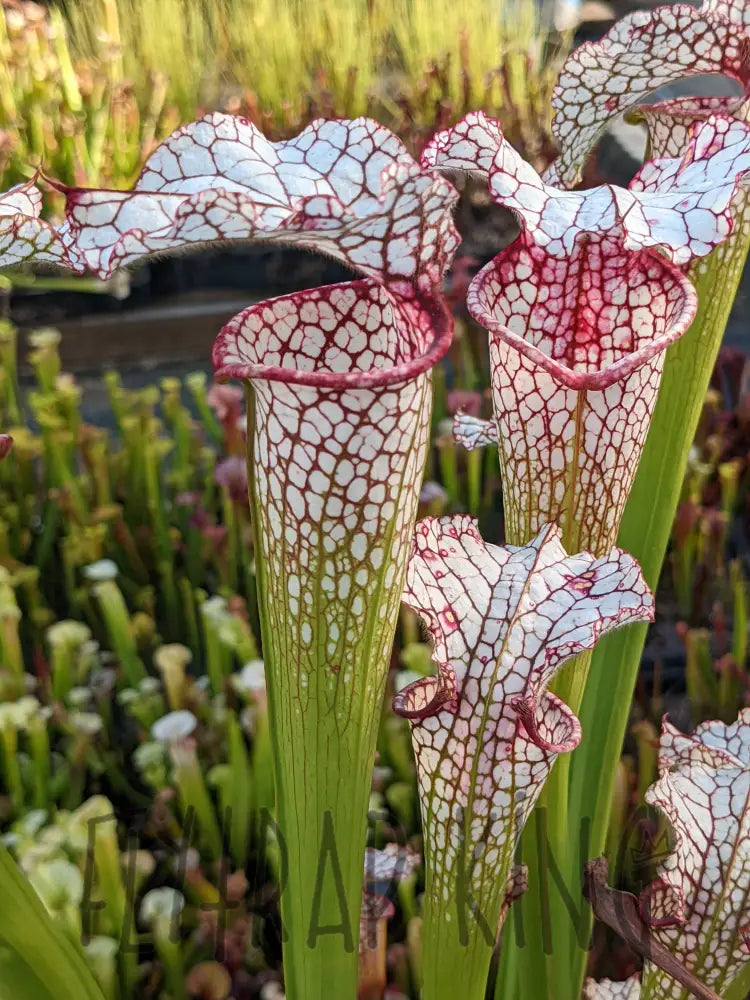 Sarracenia Lunchbox x Johnny Wilkerson Pitcher Plant 6’’ pot size Default Type