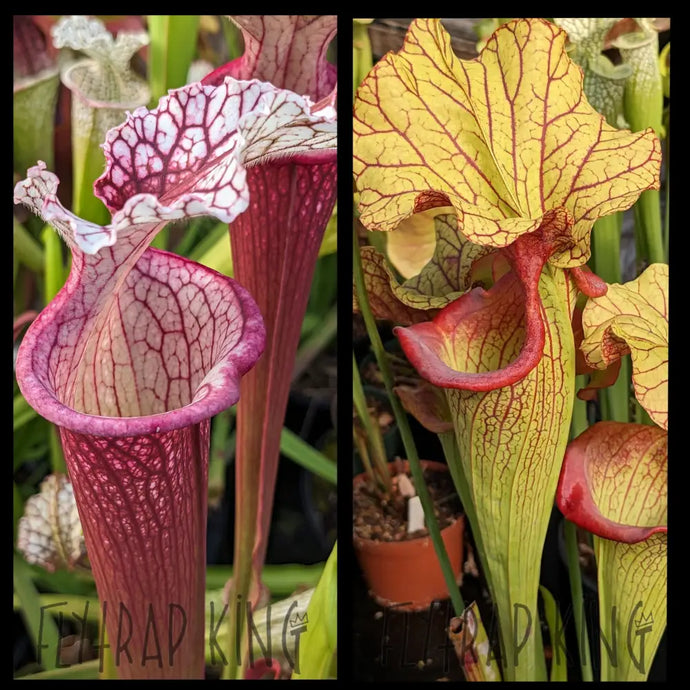 Sarracenia (Lunchbox x Johnny Wilkerson) x ’Yellow Hornet’ seeds