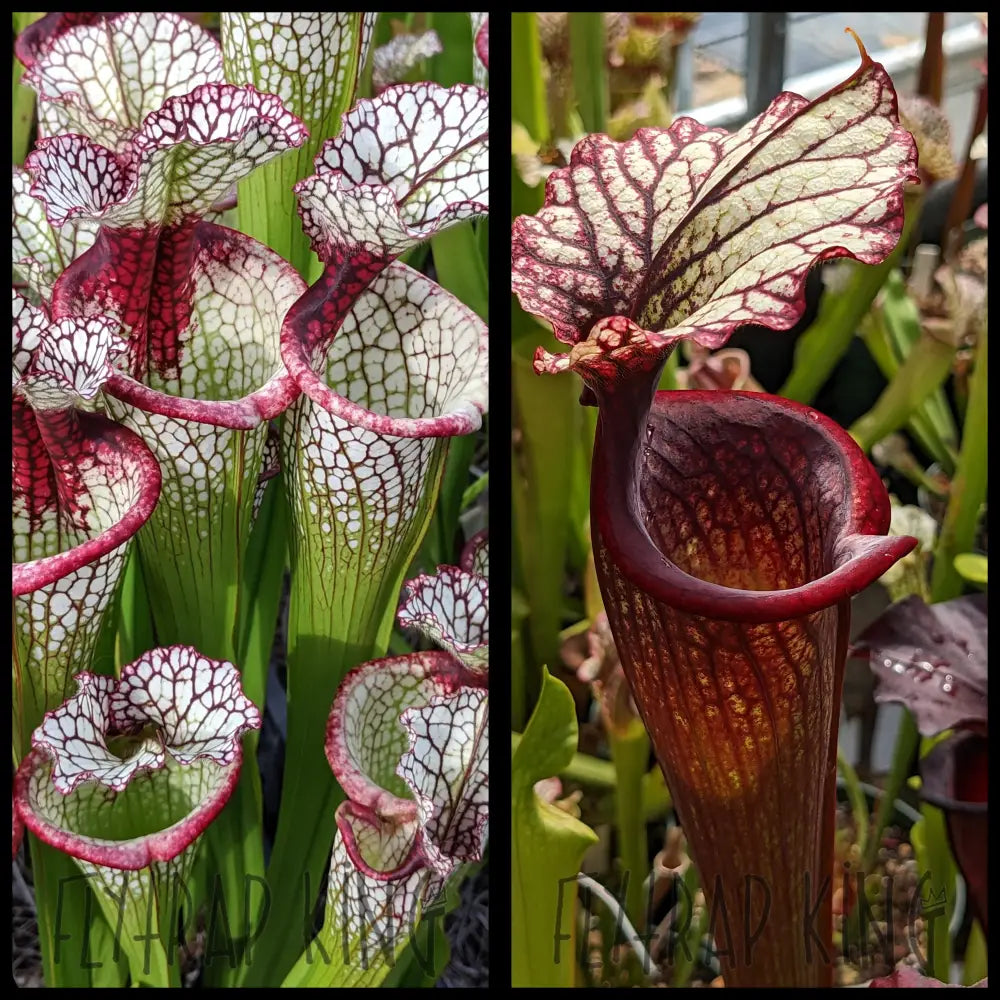 Sarracenia 'Lunchbox' x (Leah Wilkerson x Royal Ruby) seeds