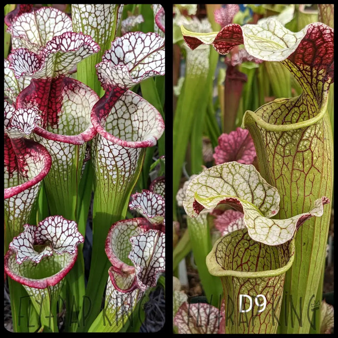 Sarracenia ’Lunchbox’ x (Simone x Adrian Slack) seeds