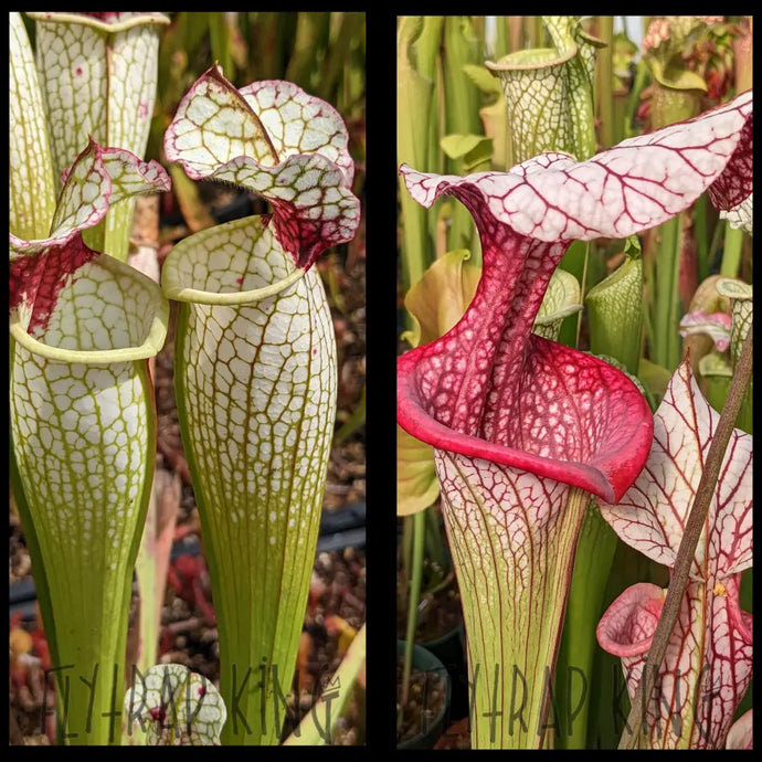 Sarracenia (’Lunchbox’ x umlauftiana) x ’Caitrin Claire’ seeds