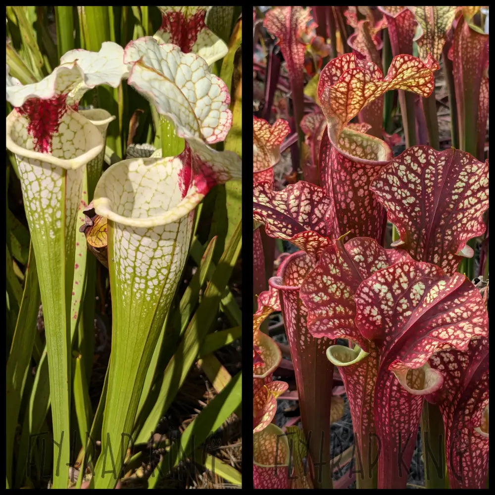 Sarracenia (Lunchbox x Wilkerson's White Knight) x 'Dragon Queen