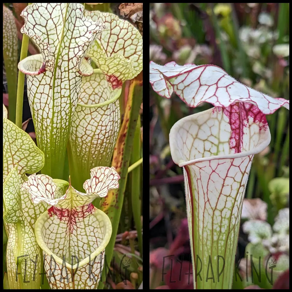 Sarracenia ('Lunchbox x 