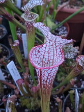 Load image into Gallery viewer, Sarracenia 'Lunchbox' x 'Wilkerson's White Knight' Seeds👑-Flytrap King