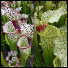 Load image into Gallery viewer, Sarracenia 'Lunchbox' x 'Wilkerson's White Knight' Seeds👑-Flytrap King