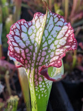 Load image into Gallery viewer, Sarracenia 'Lunchbox' x 'Wilkerson's White Knight' Seeds👑-Flytrap King