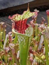 Load image into Gallery viewer, Sarracenia 'Lunchbox' x 'Wilkerson's White Knight' Seeds👑-Flytrap King