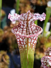 Load image into Gallery viewer, Sarracenia 'Lunchbox' x 'Wilkerson's White Knight' Seeds👑-Flytrap King