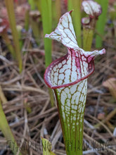 Load image into Gallery viewer, Sarracenia 'Lunchbox' x 'Wilkerson's White Knight' Seeds👑-Flytrap King