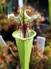 Load image into Gallery viewer, Sarracenia 'Lunchbox' x 'Wilkerson's White Knight' Seeds👑-Flytrap King
