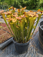 Load image into Gallery viewer, Sarracenia ’Megalodon’ Pitcher Plant Default Type