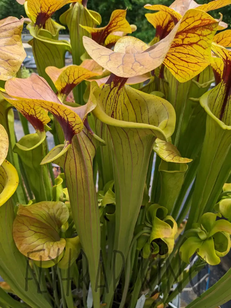 Sarracenia ’Megalodon’ Pitcher Plant Default Type