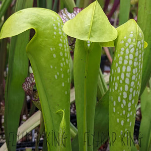 Sarracenia minor "albino" x Self Seeds-Flytrap King