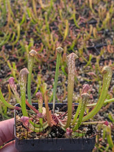 Load image into Gallery viewer, Sarracenia minor "Okee Giant" Hooded Pitcher Plant-Flytrap King
